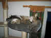 14camillo_11mo_6.jpg (217283 Byte)