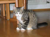15Camillo_130T_2.jpg (46085 Byte)