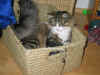15camillo_11mo_1.jpg (273314 Byte)