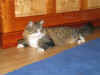 16camillo_11Mo_7.jpg (236060 Byte)