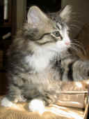 16camillo_86t_8.jpg (81786 Byte)
