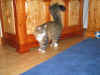 17camillo_11Mo_8.jpg (250188 Byte)