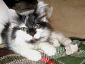 18calypso_86t_6.jpg (78892 Byte)