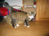 18camillo_1j_1.jpg (231692 Byte)