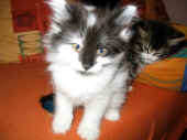 19calypso_camillo8wo2.jpg (107744 Byte)