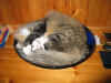 19camillo_1j_2.jpg (248660 Byte)