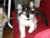 1calypso_3mo_5.jpg (104959 Byte)