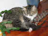 1camillo_8mo_3.jpg (139355 Byte)