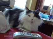 1cheyenne_080511_1.jpg.jpg (542025 Byte)