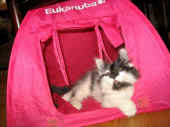 21calypso_87t_5.jpg (68431 Byte)