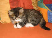21camillo_8wo_8.jpg (67781 Byte)