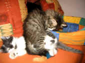 22calypso_camillo_8wo_1.jpg (72553 Byte)