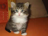 23camillo_44t_2a.jpg (87796 Byte)