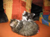 27camillo_calypso_46t_6.jpg (100193 Byte)