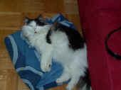 2cheyenne_080511_2.jpg.jpg (520584 Byte)