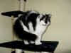 3calypso_9mo_1.jpg (78467 Byte)