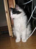 3cheyenne_3mo_2.jpg (57966 Byte)