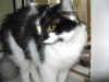 4calypso_9mo_14.jpg (85887 Byte)