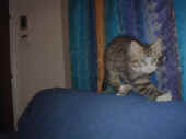 4camillo_93t_3.jpg (101531 Byte)