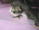 5camillo_4t_4.jpg (96553 Byte)