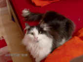 5cheyenne_080520_1.jpg.jpg (47606 Byte)