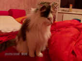 6cheyenne_080520_2.jpg.jpg (61405 Byte)