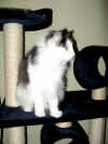 6cheyenne_9mo_2.jpg (106395 Byte)