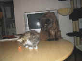 7camillo_68t_easy_3.jpg (99685 Byte)