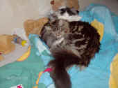 7cheyenne_090216_1.jpg.jpg (649820 Byte)