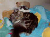 8cheyenne_090216_2.jpg.jpg (544136 Byte)
