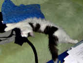 8cheyenne_16wo_2.JPG (104612 Byte)
