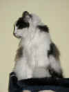 8cheyenne_9mo_5.jpg (73044 Byte)