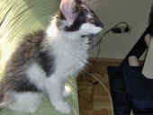 9calypso_16wo_2.JPG (99337 Byte)