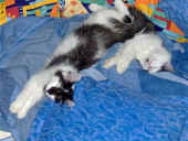 calypso_cheyenne_14wo_16.JPG (81704 Byte)
