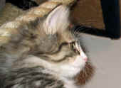 camillo_10wo_5.jpg (108088 Byte)