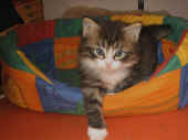 camillo_6wo_4.jpg (88768 Byte)