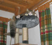 camillo_8Mo_1.jpg (359376 Byte)