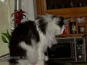 cheyenne_3.5j_1.jpg.jpg (73142 Byte)
