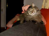 1cosmo_080523_1.jpg.jpg (128305 Byte)