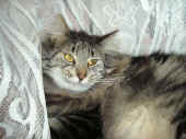 1cosmo_33mo_1.JPG (82436 Byte)