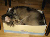 2cosmo_080907_1.jpg.jpg (139987 Byte)