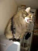 5cosmo_090124_7.jpg.JPG (121062 Byte)