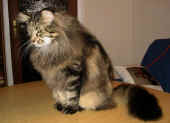 6cosmo_34mo_3.jpg (115612 Byte)