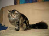 7cosmo_34mo_7.jpg (99006 Byte)