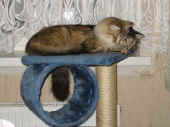 ameliecosmo090804.JPG (95406 Byte)