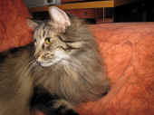 cosmo_110725_3.jpg.jpg (164265 Byte)