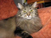 cosmo_110725_4.jpg.jpg (148332 Byte)