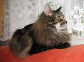 cosmo_120516_1.jpg.jpg (169243 Byte)