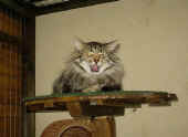 cosmo_17mo_1.jpg (43947 Byte)