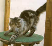 cosmo_18mo_1.jpg (88535 Byte)
